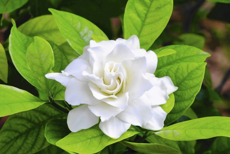 Gardenia (Gardenia) Gardenia (Gardenia)