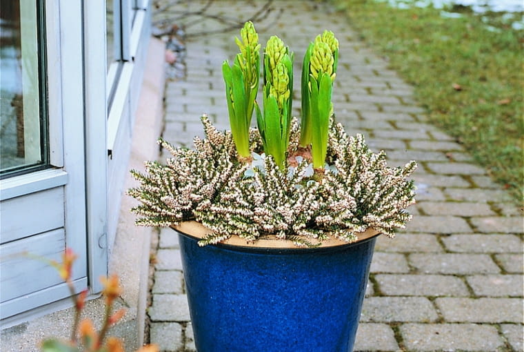 Hiacynty i wrzośce hiacynty i wrzośce