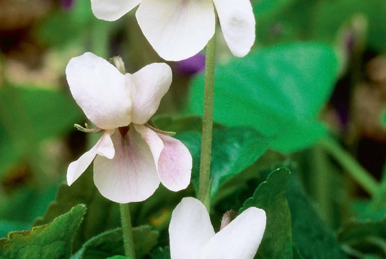 'Alba' - ta biała odmiana występuje w naturze. 'Alba' - ta biała odmiana występuje w naturze.