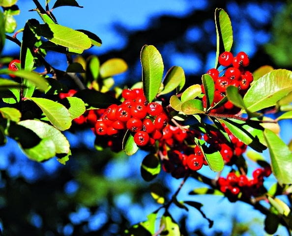 Owoce tej rośliny są też przysmakiem wielu ptaków np. wróbli czy sikorek Owoce tej rośliny są też przysmakiem wielu ptaków np. wróbli czy sikorek