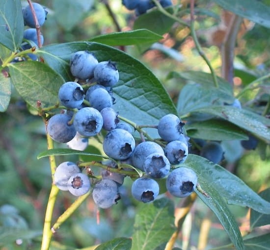 Borówka wysoka 'Gebruikor' Wikimedia Commons