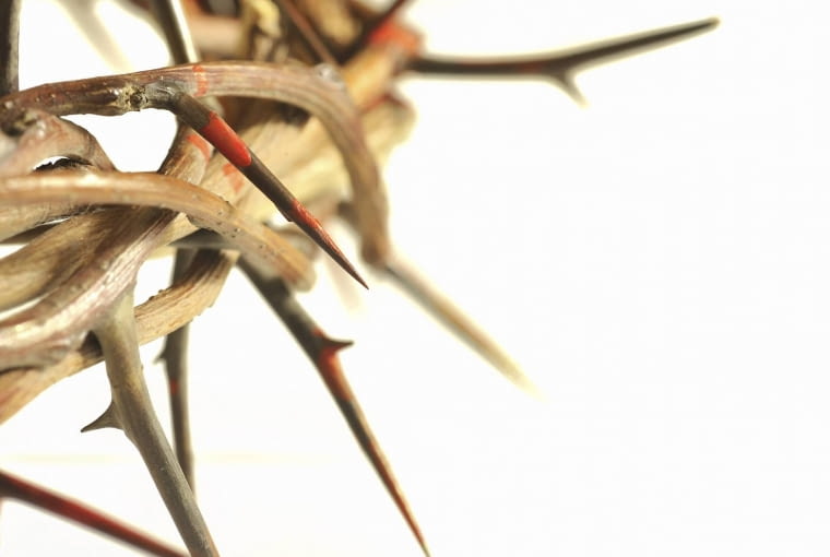 Krzew cierniowy Krzew cierniowy