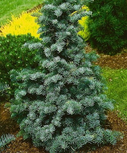 Jodła górska abies lasiocarpa, odmiana compacta JODLA GORSKA ABIES LASIOCARPA ODMIANA COMPACTA DRZEWO IGLASTE FOT. ADAM MAROSZ SLAJD MALY ORYGINAL ODDANY AUTOROWI 17 02 2004 PUBLIKACJA OGRODY NR 2 (58) - 2.2004