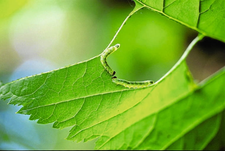Młode gąsienice zwójek. Młode gąsienice zwójek.