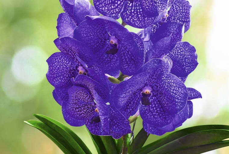 Vanda coerulea kwitnie bardzo obficie.