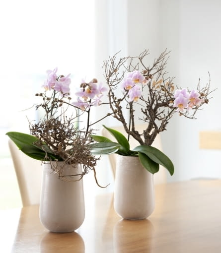 Storczyk Falenopsis (Phalaenopsis). Kwiaty doniczkowe