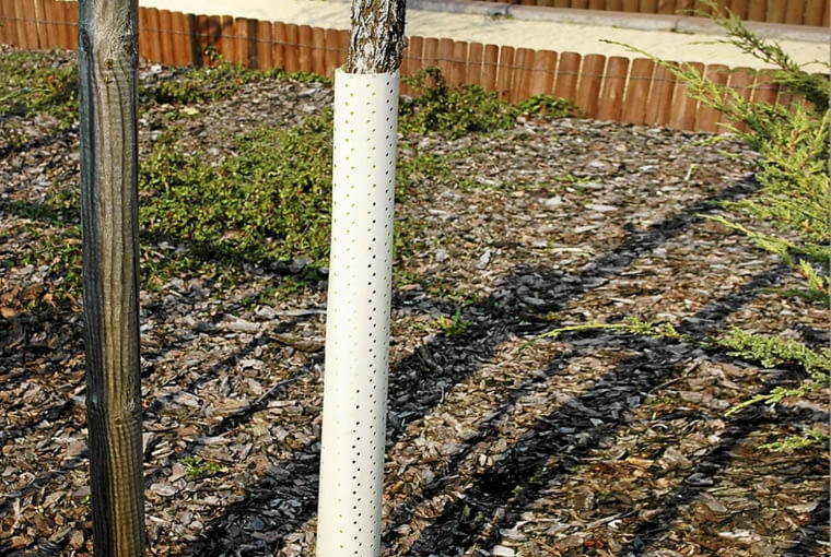Przed kocimi pazurami ochroni przed tym plastikowa opaska Tę na zdjęciu obok założono, gdy pień był już mocno podrapany. OGROD RABATA OCHRONNA OSLONKA ZABEZPIECZAJACA DRZEWO PRZED KOCIMI PAZURAMI FOT. EWA NARKIEWICZ PUBLIKACJA KWIETNIK NR 6 (150) - 6 2007 SLOWA KLUCZOWE: OGRODY OGRODNICTWO DRZEWA