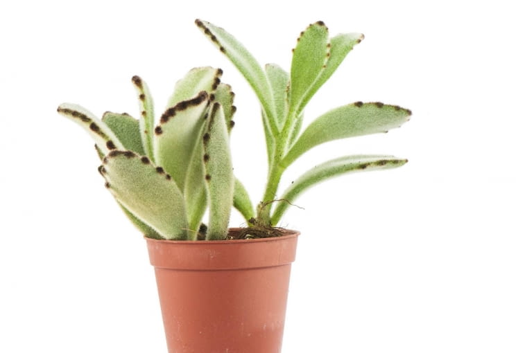 Kalanchoe (K. tomentosa)