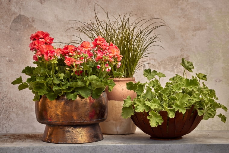 Pelargonia w donicy Pelargonia w donicy