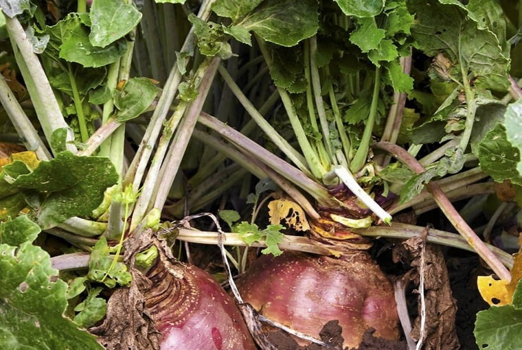 Część korzenia wyrastająca nad ziemię mocno ciemnieje.