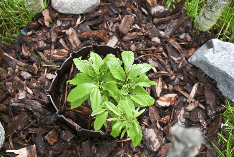 Scala Plastics jest jednym z dystrybutorów palisad i obrzeży Stella Green.