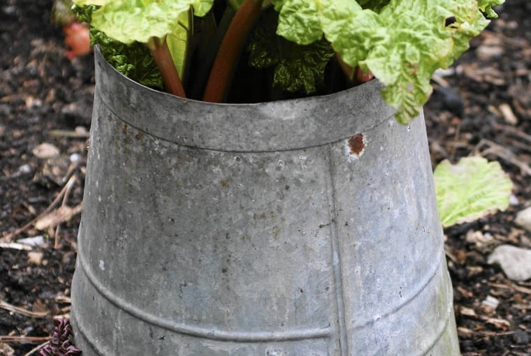 Do bielenia rabarbaru używa się osłon, które łatwo zdjąć przy zbiorze, lub okrywa się rośliny czarną folia Do bielenia rabarbaru używa się osłon, które łatwo zdjąć przy zbiorze, lub okrywa się rośliny czarną folia