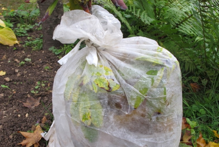 Różanecznik owinięty agrowłókniną Różanecznik owinięty agrowłókniną