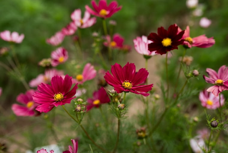 Bukiety z własnego ogrodu Bukiety z własnego ogrodu