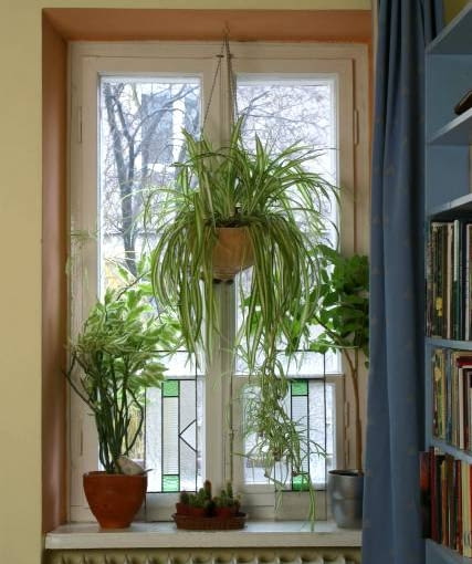 14.12.2003 WARSZAWA WNERZE ROSLINY DONICZKOWE ZIELISTKA STRENBERGA CHLOROPHYTUM COMOSUM SYN CHLOROPHYTUM STRENBERGIANUM ODMIANA VARIEGATUM OKNO LISC DWUBARWNY KAKTUS SUKULENT POJEMNIK WISZACY FOT. PAWEL SLOMCZYNSKI / AGENCJA GAZETA PUBLIKACJA KWIETNIK NR 3 (111) - 3.2004 odporne na suszę