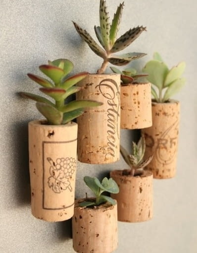 Roślina w korku od wina