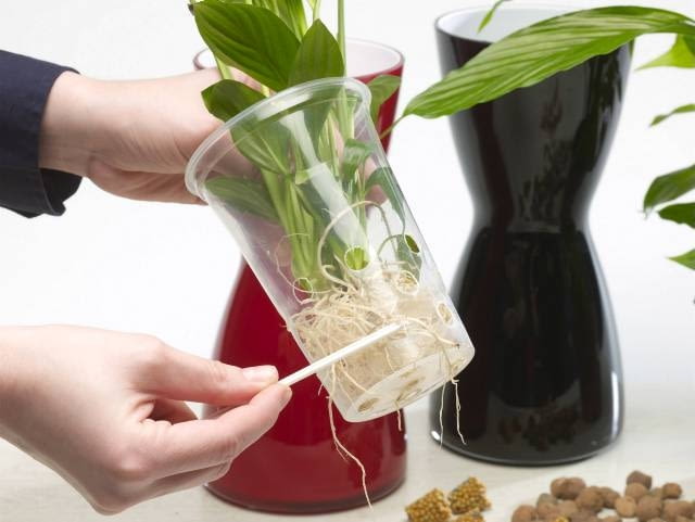 10.03.2008 WARSZAWA SESJA KWATY WE WNETRZU NZ ROSLINY KWIATY SKRZYDLOKWIAT UPRAWA HYDROPONICZNA STYLIZACJA ANETA KOSIBA DLA CZASOPISMA CZTERY KATY FOT. ARKADIUSZ SCICHOCKI / AGENCJA GAZETA PUBLIKACJA CZTERY KATY NR 5 (199) - 5 2008