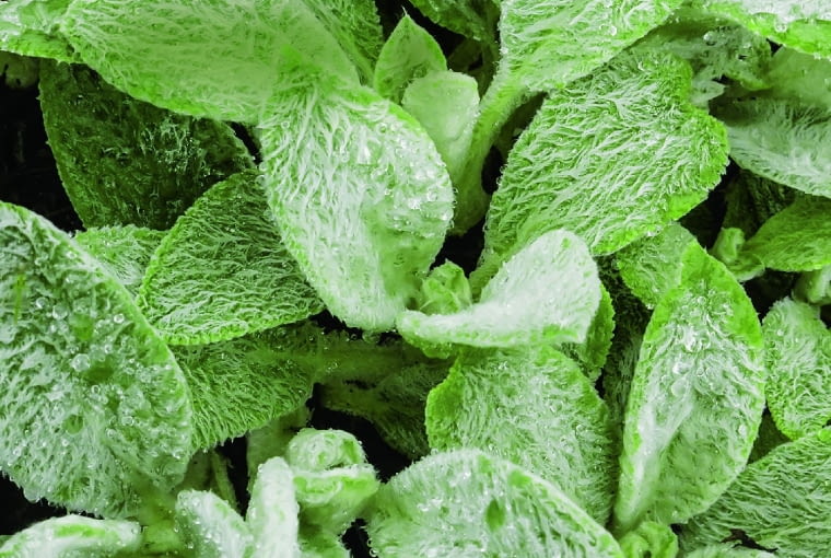 Czyściec wełnisty Czyściec wełnisty