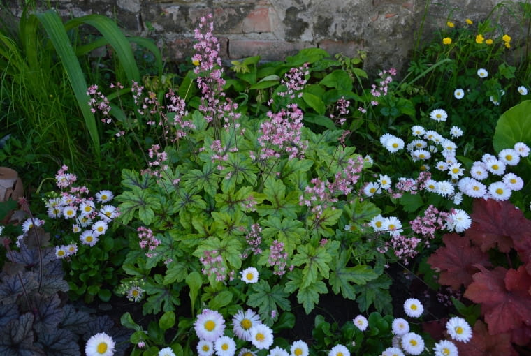 Tiarella
