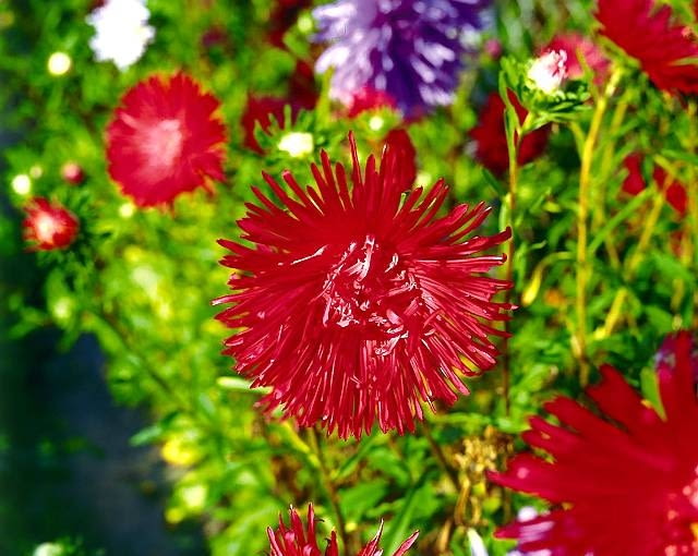 ASTER CHINSKI CALLISTEPHUS CHINENSIS