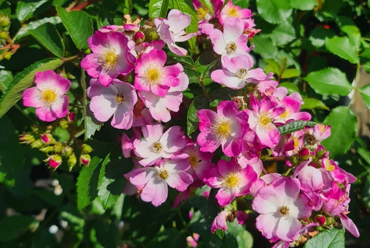 Róża ‘Blue Unihorn’ hod. Łukasz Rojewski. Róża pnąca powtarzająca kwitnienie, kwiaty w dużych bukietach, VI-XI, owoce dekoracyjne jesienią i zimą, liście bardzo zdrowe, pięknie przebarwiają się jesienią od żółtego do czerwonego, wysokość 2-3 m, całkowicie mrozoodporna w naszym klimacie. Róża ‘Blue Unihorn’ hod. Łukasz Rojewski. Róża pnąca powtarzająca kwitnienie, kwiaty w dużych bukietach, VI-XI, owoce dekoracyjne jesienią i zimą, liście bardzo zdrowe, pięknie przebarwiają się jesienią od żółtego do czerwonego, wysokość 2-3 m, całkowicie mrozoodporna w naszym klimacie.