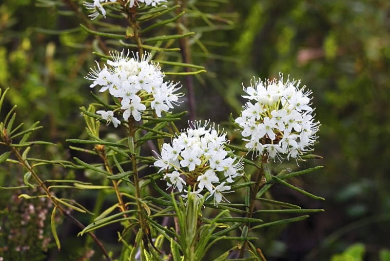 Bagno zwyczajne nazywane pospolicie dzikim rozmarynem - kwitnące w maju i czerwcu jest rośliną silnie trującą.