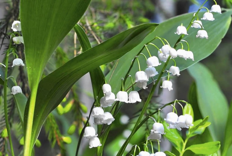 Konwalia majowa - gatunek chroniony.Choć wyglądają niewinnie ich kwiaty i łodygi są silnie trujące - zwłaszcza dla dzieci.