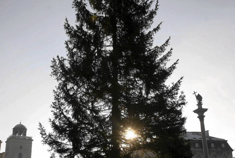 2005 30.11.2005 WARSZAWA CHOINKA NA PLACU ZAMKOWYM FOT. GRAZYNA JAWORSKA / AGENCJA GAZETA SLOWA KLUCZOWE: SWIETA PRZYGOTOWANIA BOZE NARODZENIE ULICE DRZEWA