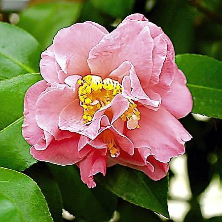 Kwiat peoniowy 21.01.2003 WARSZAWA OGROD BOTANICZNY PAN POWSIN SZKLARNIA KRZEWY KWIATY KAMELIA JAPONSKA CAMELLIA JAPONICA THEACEAE ODMIANA JULIA WILSON FOT. PAWEL SLOMCZYNSKI / AGENCJA GAZETA