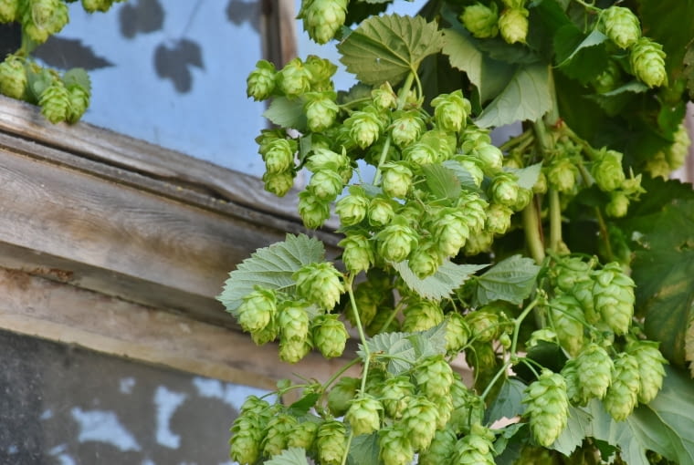 Chmiel HOPS