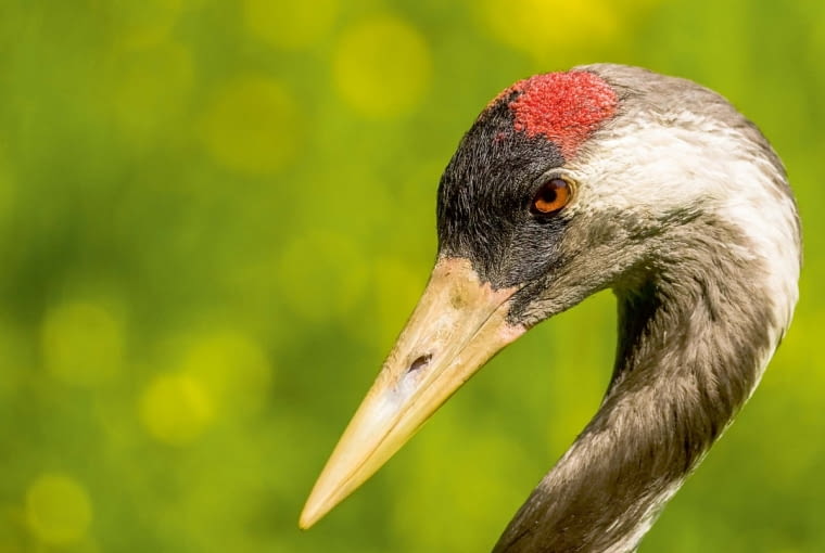W Polsce żyje ok. 6 tys. par żurawi objętych ścisłą ochroną; zimują głównie na Półwyspie Iberyjskim. W Polsce żyje ok. 6 tys. par żurawi objętych ścisłą ochroną; zimują głównie na Półwyspie Iberyjskim.