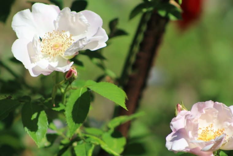 Róża 'Scintillation’ Róża 'Scintillation’