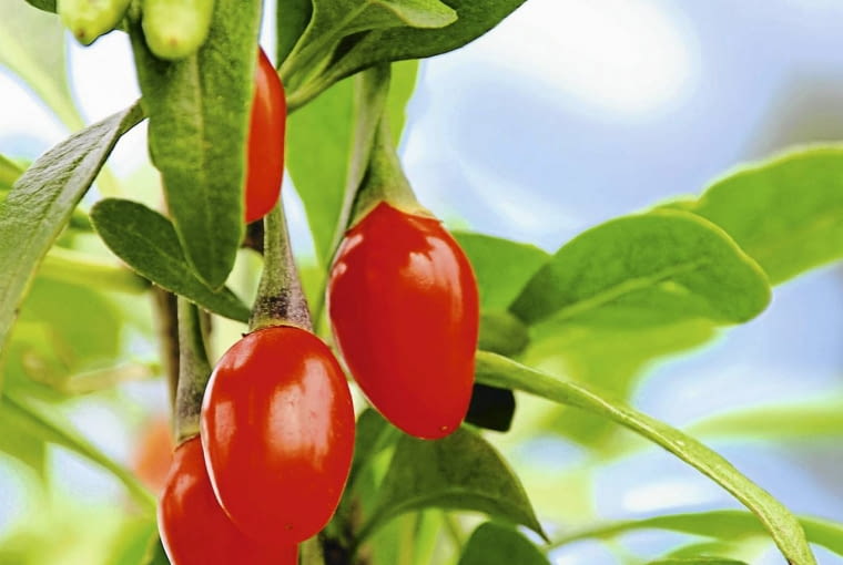 owoce goji owoce goji