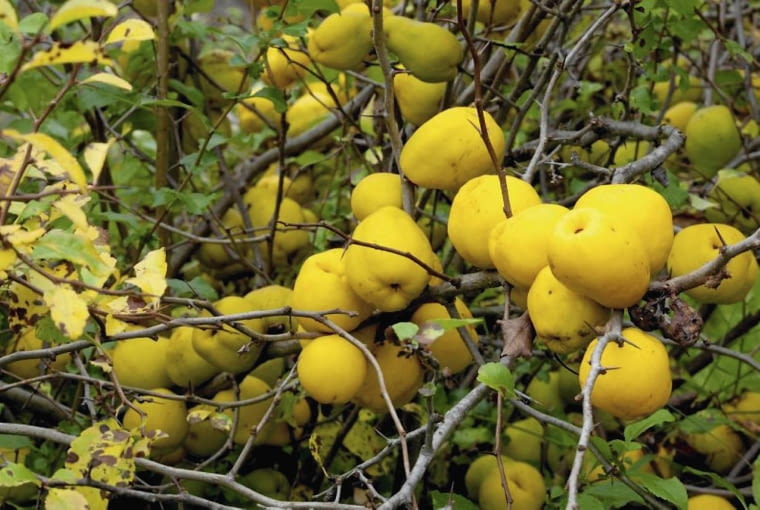 Na krzewie warto zostawić trochę owoców jako ozdobę Na krzewie warto zostawić trochę owoców jako ozdobę