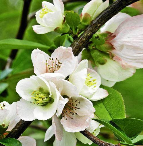 Pigwowiec wspaniały 'Jet Trail'