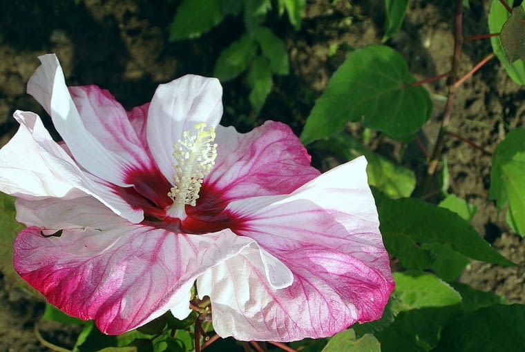 Hibiskus Hibiskus