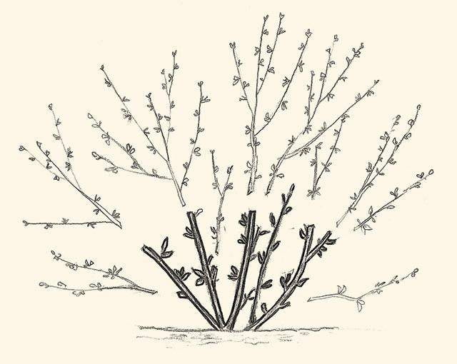 przycinamy FORSYCJA FORSYTHIA KRZEW LISCIASTY PIELEGNACJA CIECIE ZAGESZCZAJACE RYS. EWA NARKIEWICZ PUBLIKACJA KWIETNIK NR 2 (110) - 2.2004 Zimowy sen kwiatow SLOWA KLUCZOWE: ROSLINY OGRODNICTWO GRAFIKA ZDJĘCIE DO WKŁADKI: PUBLIKACJA KWIETNIK NR 2 (110) - CZASOPISMA