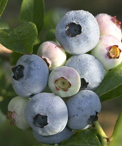 Borówka amerykańska