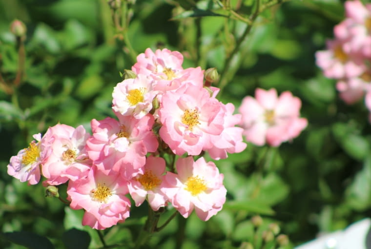 Róża ‘Roztomila’ Róża ‘Roztomila’