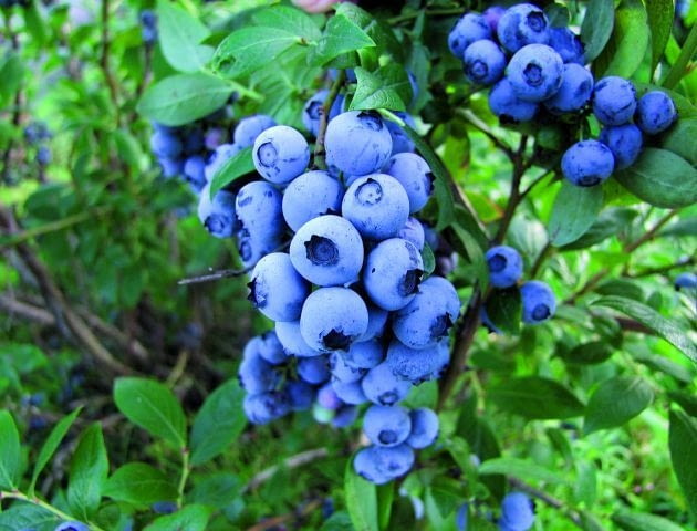 Borówka amerykańska Borówka amerykańska