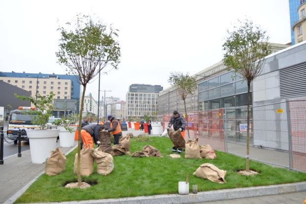 Sadzenie drzew na pl. Powstańców Warszawy. Sadzenie drzew na pl. Powstańców Warszawy.