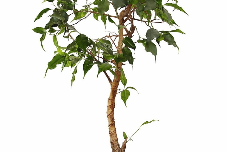 Fikus i dracena przechylają się w stronę okna, aby dotrzeć do źródła światła