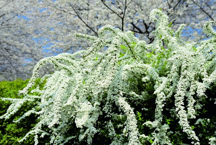 Tawuła wczesna zakwita na początku kwietnia. Gdy jej płatki opadną, gałęzie skracamy poniżej kwiatostanów.Co kilka lat krzewy odmładzamy.