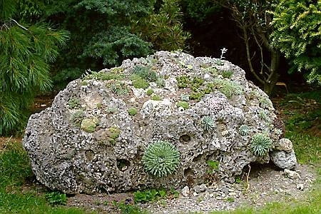Skalniaki. Bryła tufu wapiennego porośnięta skalnicami. 14.07.2003 DOBRUSKA CZECHY OGROD PANI STASEK OGROD SKALNY KAMIEN TUF WULKANICZNY ROSLINY SKALNE SKALNICE FOT PAWEL SLOMCZYNSKI / AGENCJA GAZETA