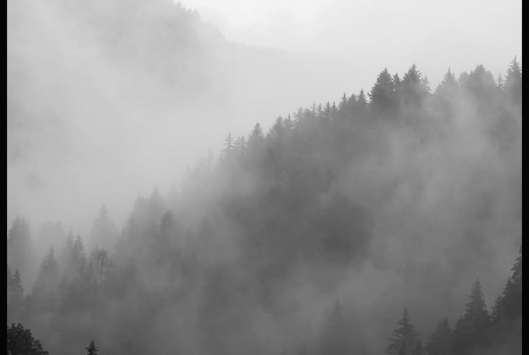 Plakat Leśna Mgła, papier, 50 x 70 cm, 99 zł