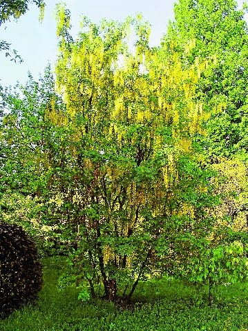 23.05.2005 WARSZAWA LABURNUM WATERERI ZLOTOKAP WATERERA DRZEWO LISCIASTE KOLOR ZOLTY WIOSNA FOT. ZIEMOWIT WARDECKI ZWDVD006 PUBLIKACJA KWIETNIK NR 6 (162) - 6 2008