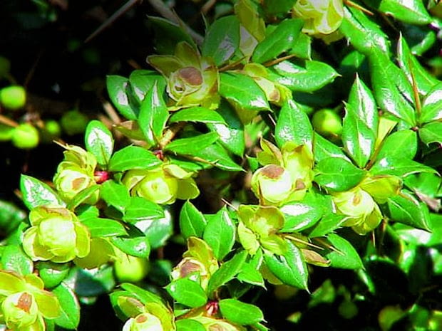 Berberys gruczołkowaty (Berberis verruculosa)