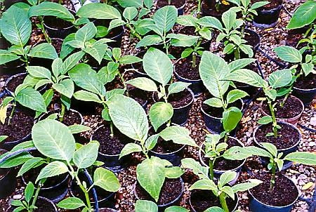 Odmiany wielolenich datur łatwo rozmnaża się z sadzonek