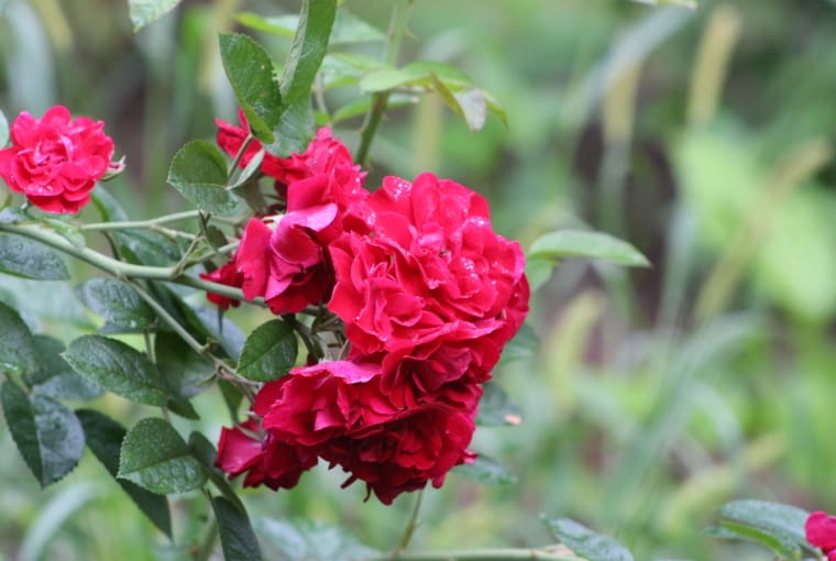 Róża pomarszczona  ‘Linda Campbell’ Róża pomarszczona  ‘Linda Campbell’