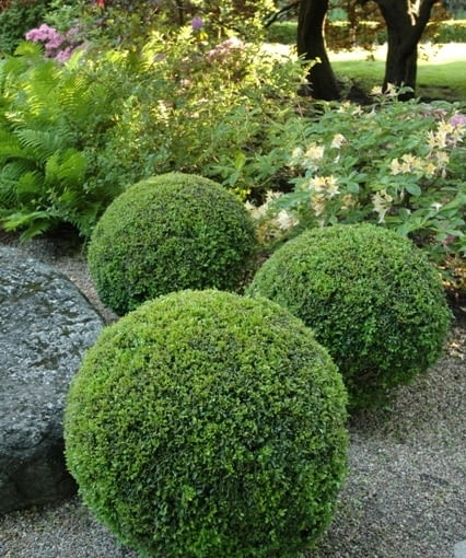 Bukszpan wieczniezielony (Buxus sempervirens) Bukszpan wieczniezielony (Buxus sempervirens)